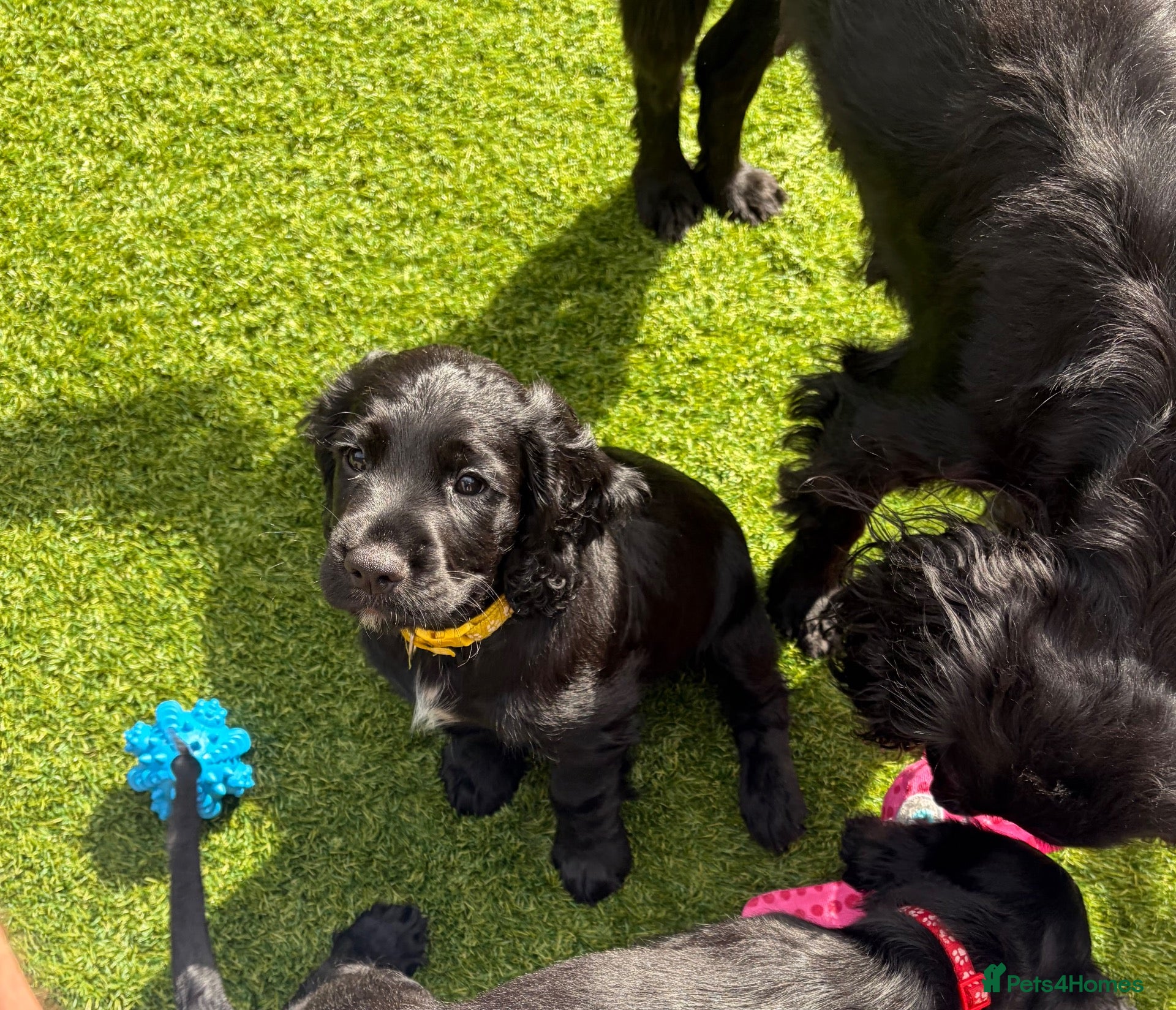 Cocker Spaniel dogs Working KC Registered Cocker Spaniel Pups. - Advert 2