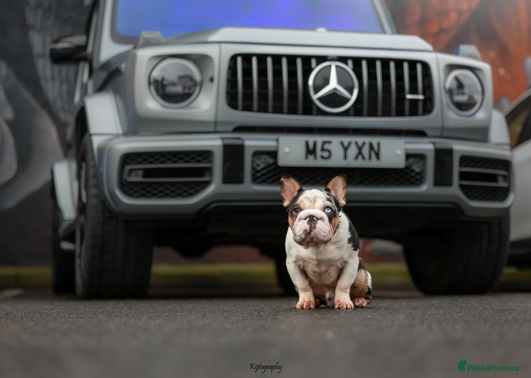 French Bulldog dogs for stud: KC Harliquin Husky Koi Carrying Pink & Testable - Advert 2