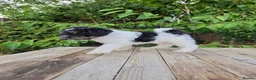 Standard Poodle dogs for sale: Parti Colour Fox Terrier x Standard Poodle Pups - Advert 34