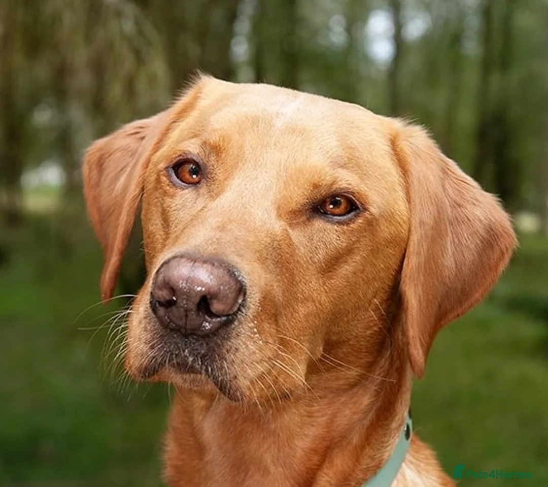 Labrador Retriever dogs for stud: 🌟 Kennel Club Registered Proven Labrador Stud 🌟 - Advert 1