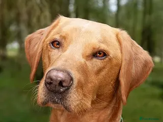 Labrador Retriever dogs 🌟 Kennel Club Registered Proven Labrador Stud 🌟 - Advert 9