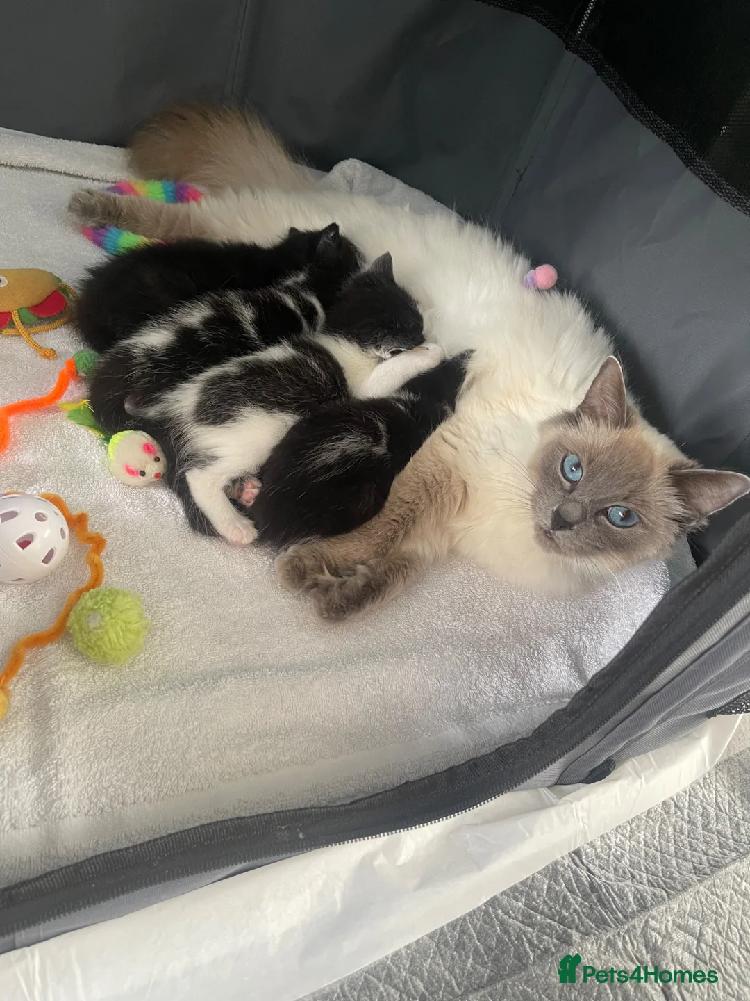 Ragdoll cats for sale: Beautiful Ragdoll Cross Kittens 🐾 - Advert 2