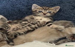 Ragdoll cats for sale: Ragdoll kittens  - Image 4