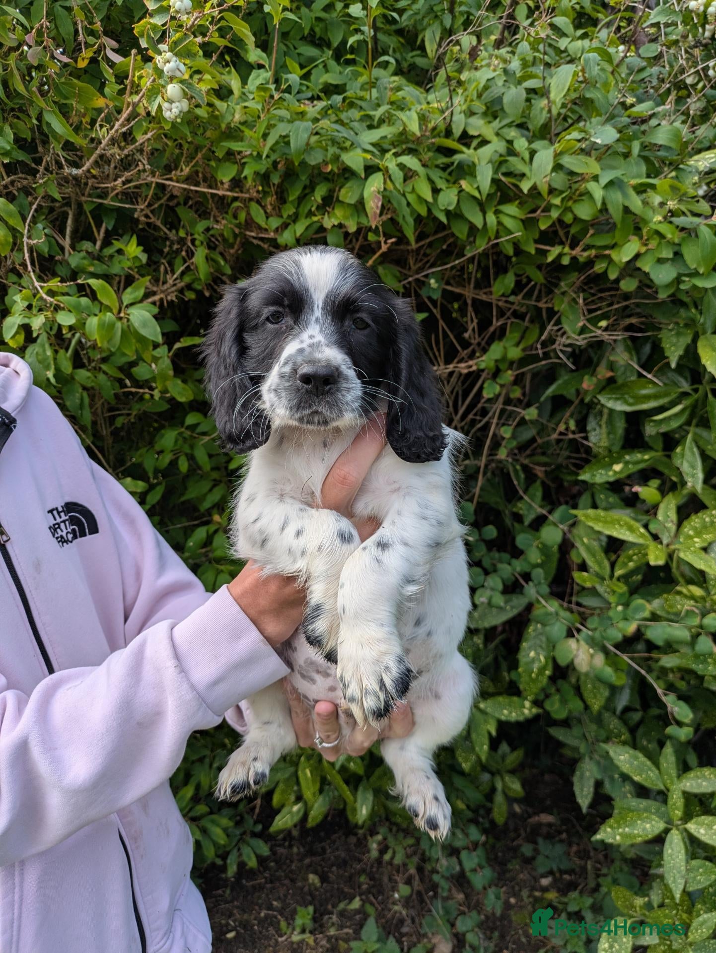Sprocker dogs Ready to go. All round working and pet spaniels  - Advert 7