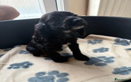 Cocker Spaniel dogs for sale: Cocker spaniel puppies  - Image 8