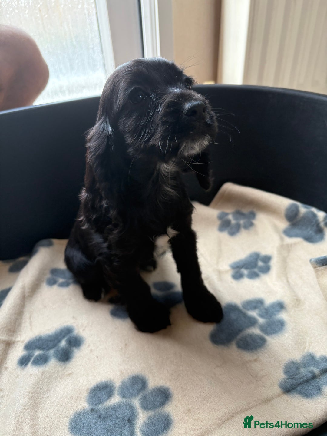 Cocker Spaniel dogs for sale: Cocker spaniel puppies  - Image 8