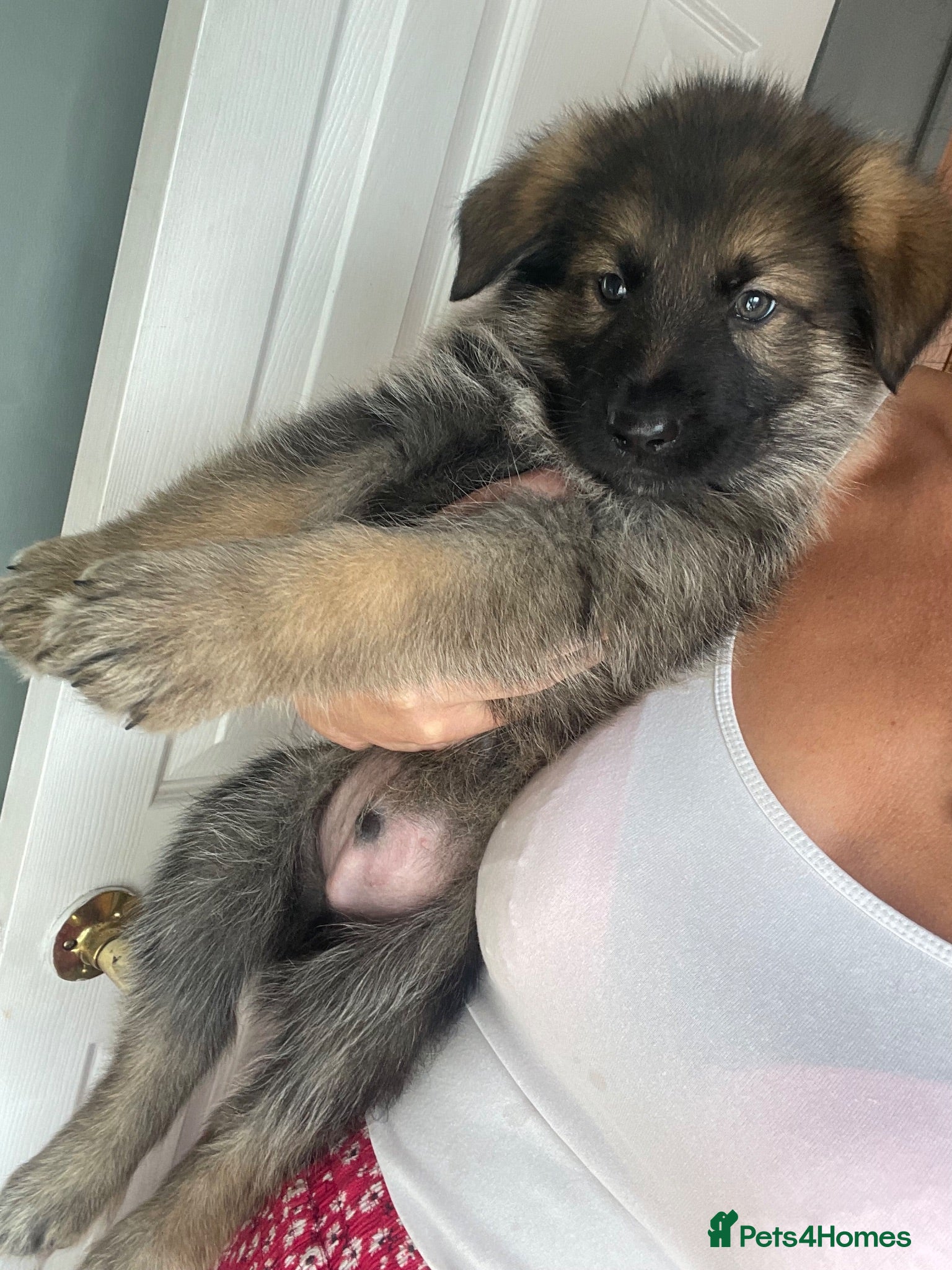 German Shepherd dogs Gorgeous German shepherds 🐶 READY TO LEAVE 💖💙  - Advert 4