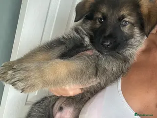 German Shepherd dogs Gorgeous German shepherds 🐶 READY TO LEAVE 💖💙 - Advert 4