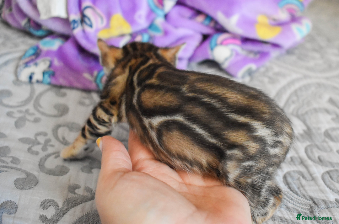 Bengal cats for sale: Snow, Silver & Brown Clouded Top Quality Bengals - Advert 8