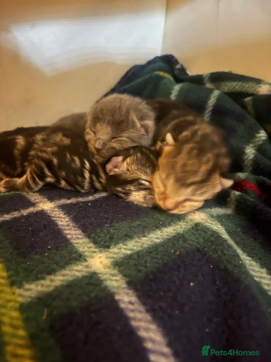 Mixed Breed cats for sale: Amber Bengal X shorthaired Black kittens in Cambridge - Advert 20