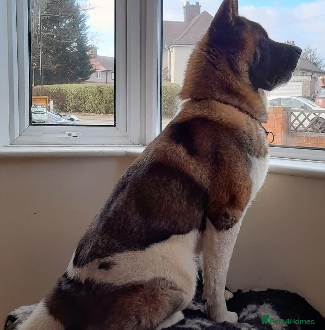 Akita dogs for stud: Meet Winterahills Formidable Flow for sabruko  - Advert 13