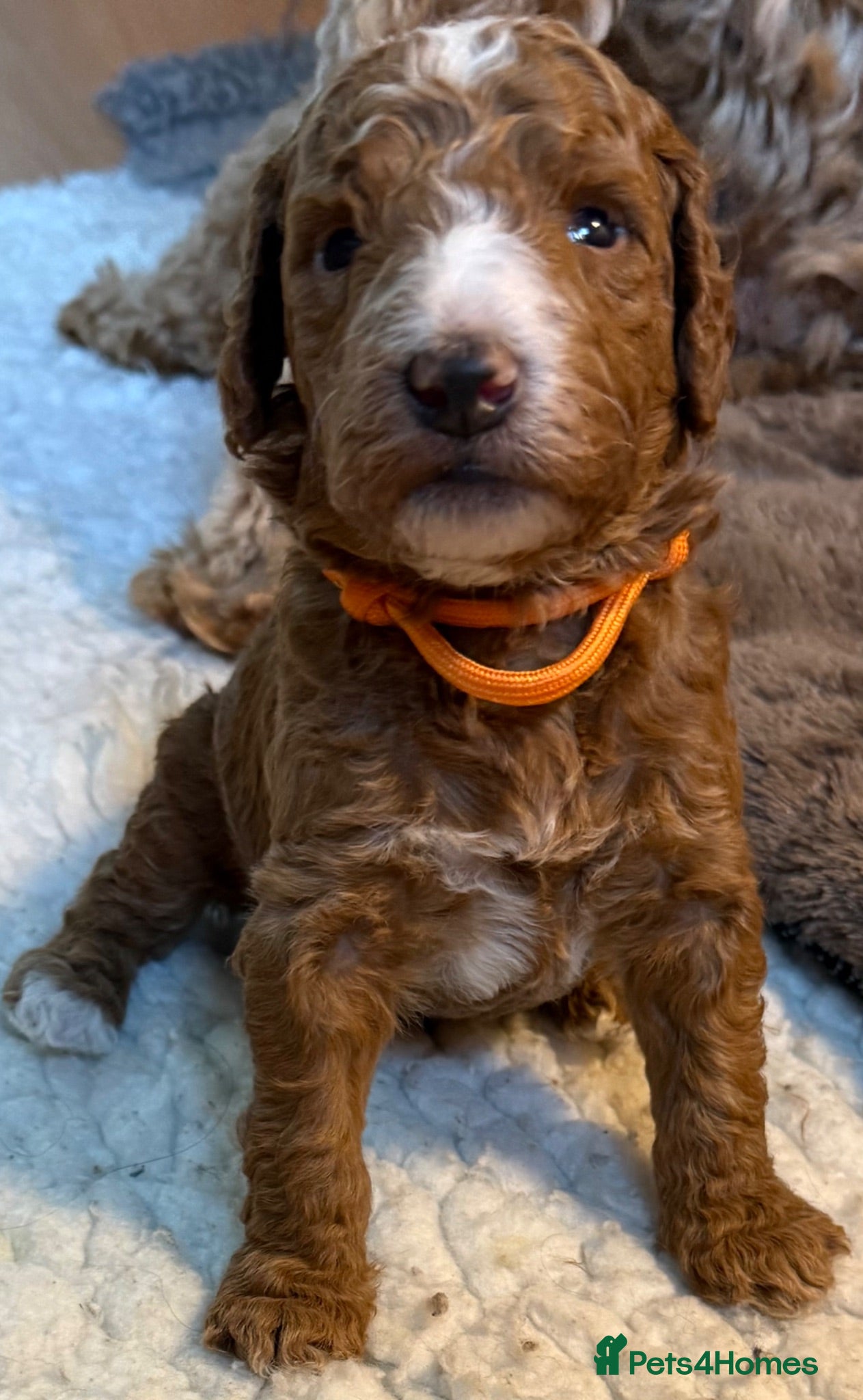 Double Doodle dogs Sunning littler of Australian Double Doodles  - Advert 2