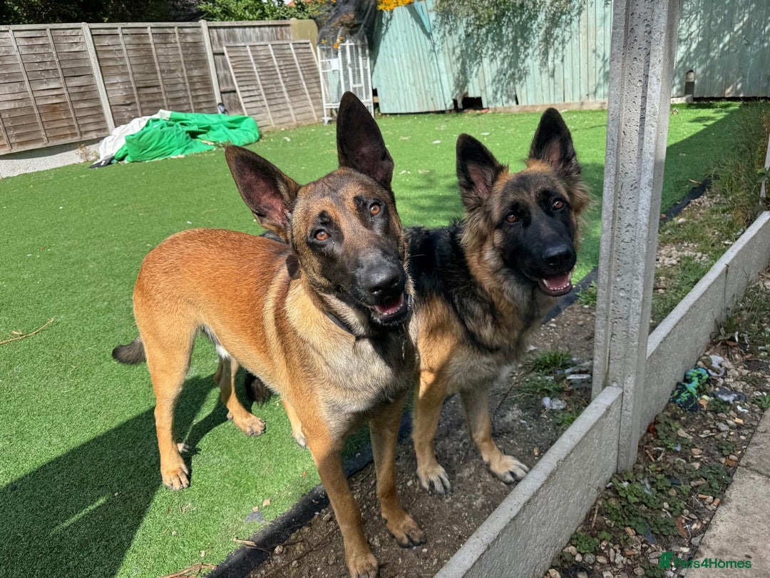 Mixed Breed dogs for sale: 8 Belgian Malinois & German Shepherd Puppies - Image 12