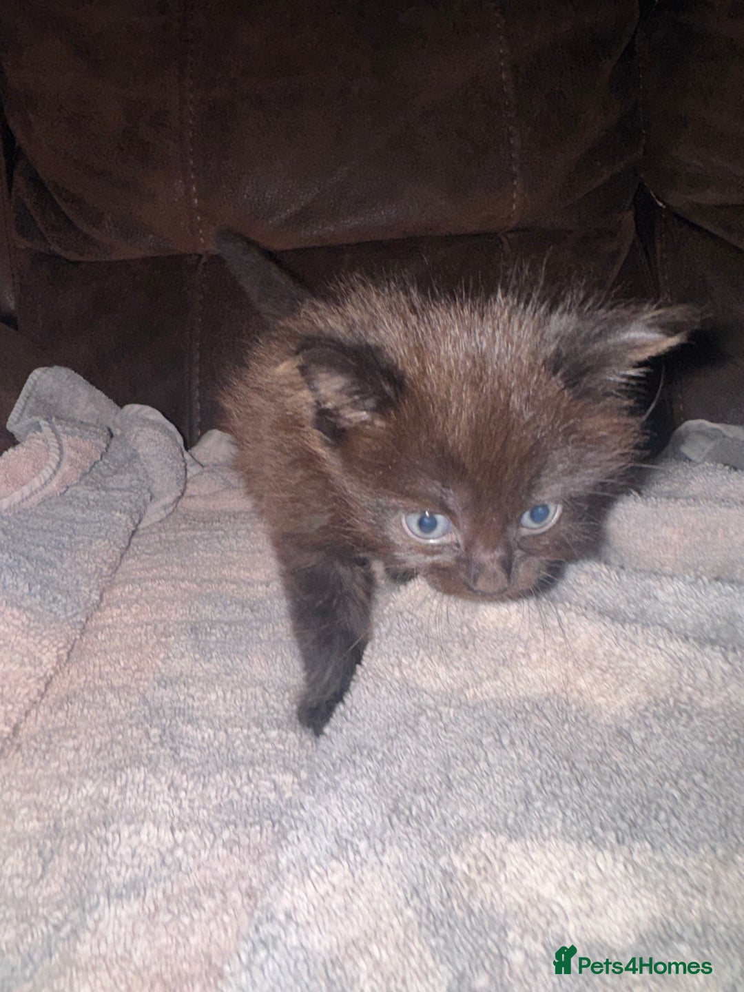 Mixed Breed cats for sale: 4 fluffy part Maine coon kittens  - Image 4