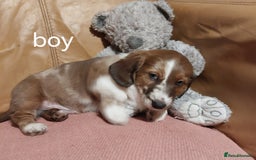 Mixed Breed dogs for sale: Terrier x dachshund - Image 3