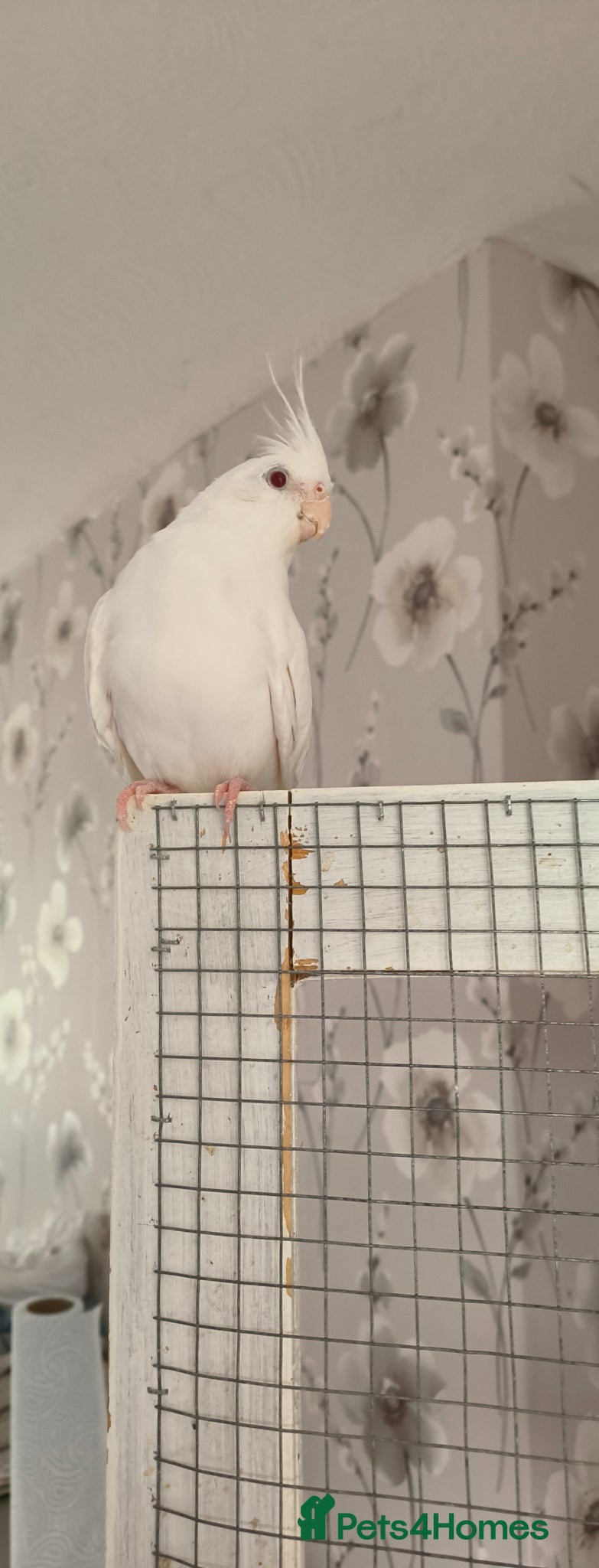 Cockatiels birds Winnie - Advert 1