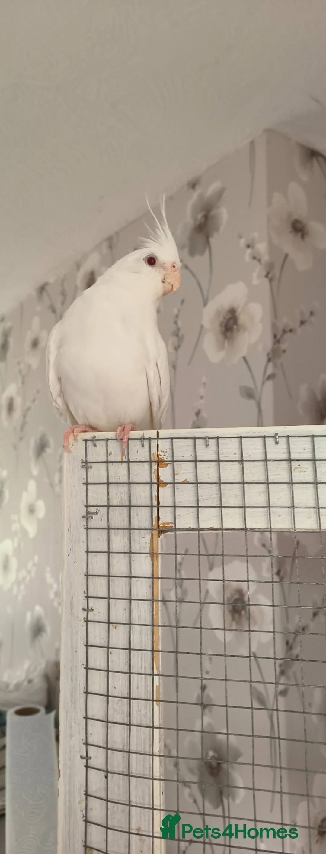 Cockatiels birds for sale: Winnie in Shrewsbury - Advert 1