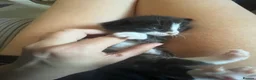 Mixed Breed cats for sale: Black and white kittens for sale  - Advert 20
