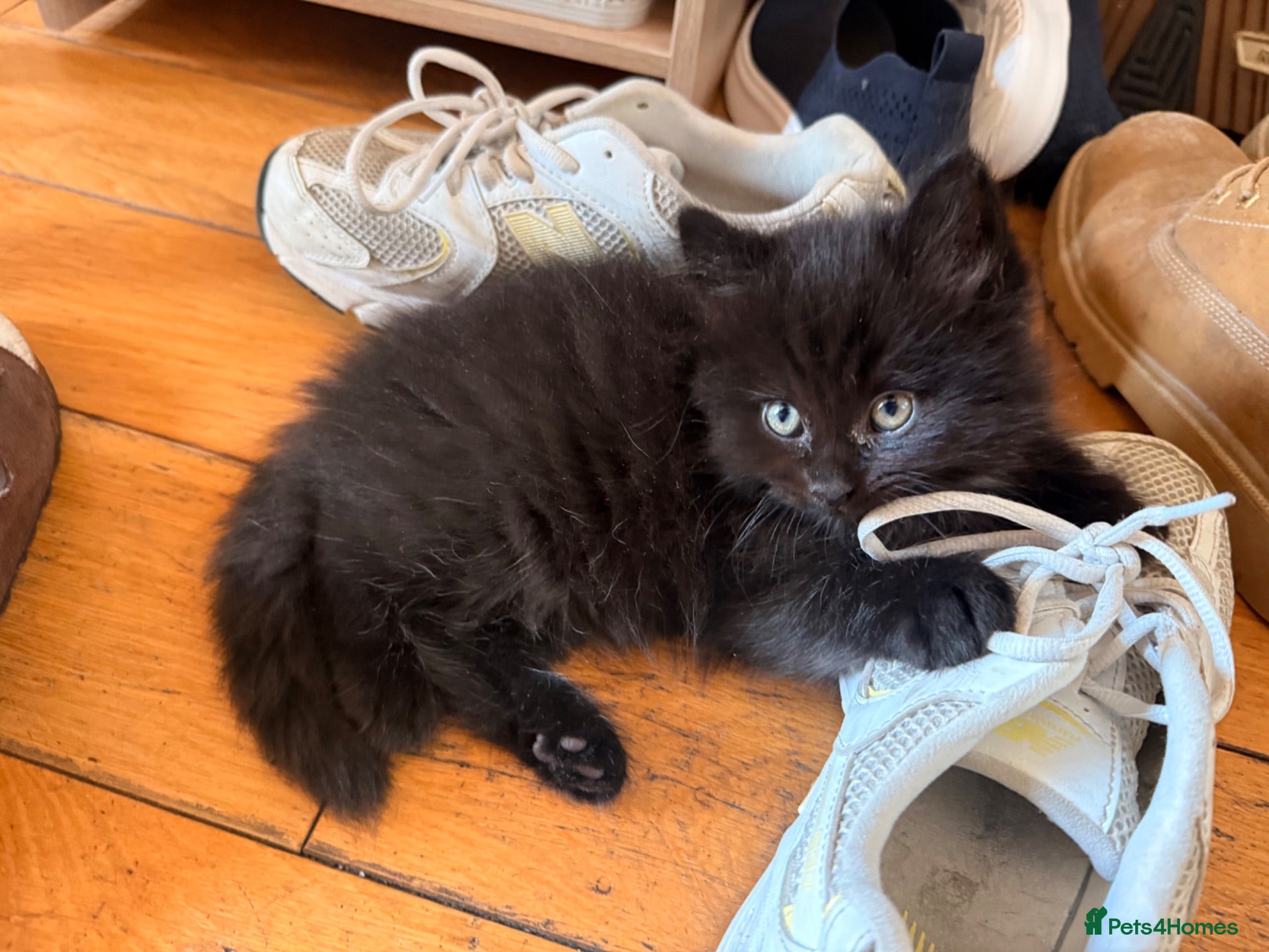 Mixed Breed cats 2 gorgeous long hair kittens ready for collection  - Advert 14