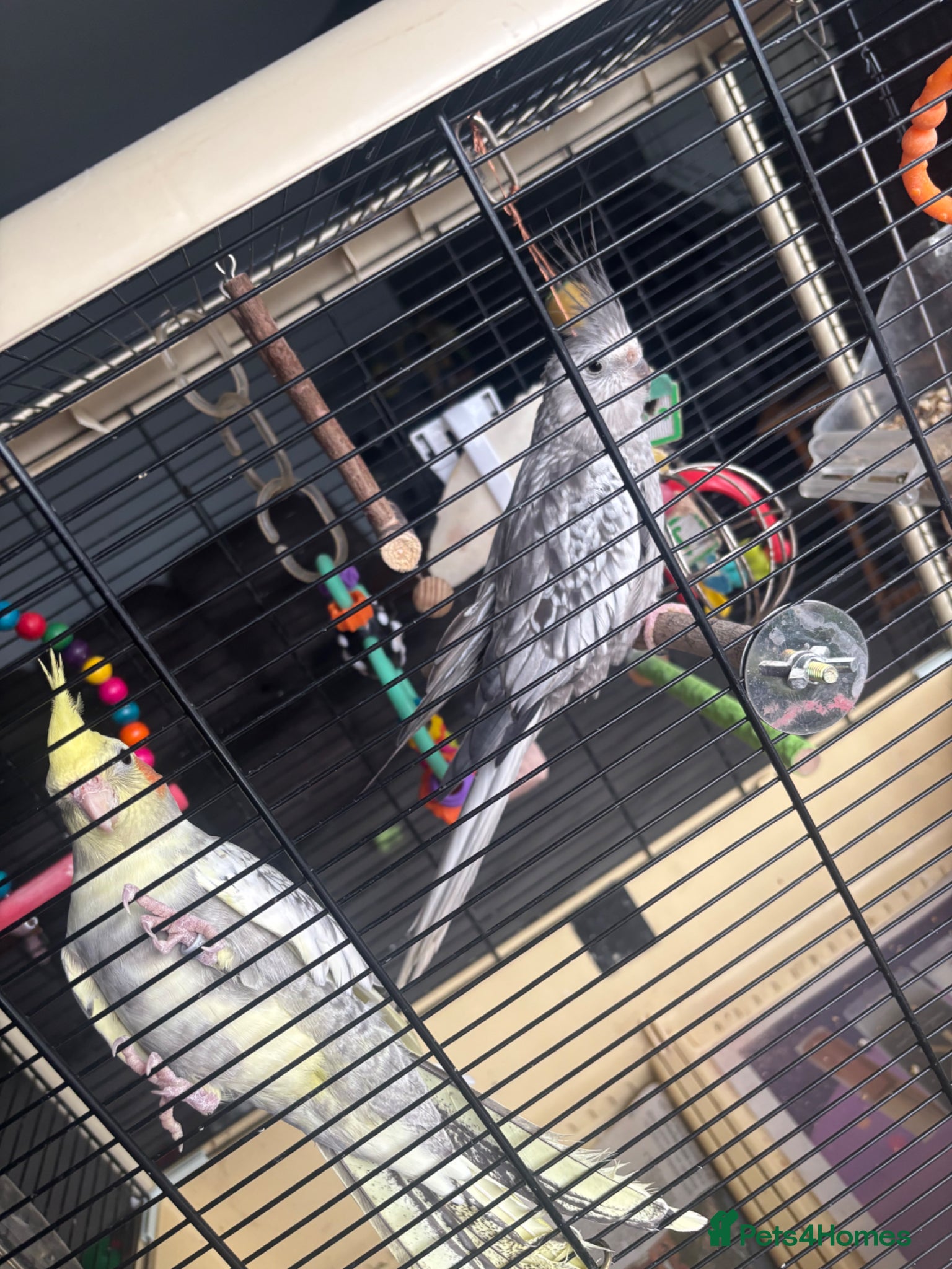 Cockatiels birds Pair of Handsome Male Cockatiels. Comes with cage  - Advert 1