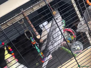 Cockatiels birds Pair of Handsome Male Cockatiels. Comes with cage - Advert 17