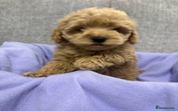 Cavapoo dogs for sale: F1 caverpoo puppies  - Image 5