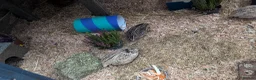 Quail poultry for sale: Mixed Coturnix Quail, Eggs, Chicks + Adults  in Addlestone - Advert 4