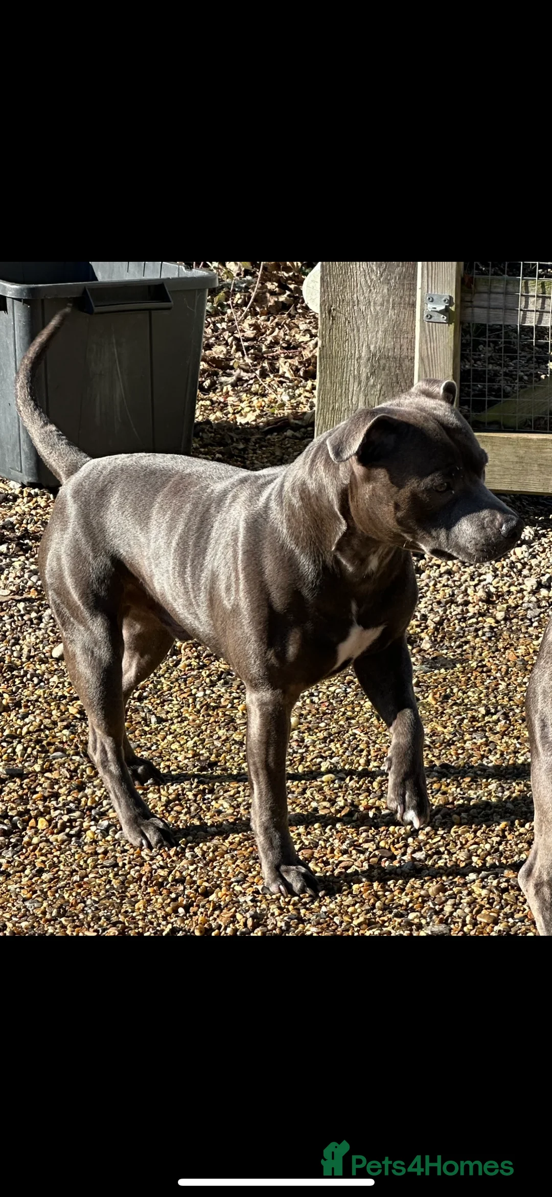 Staffordshire Bull Terrier dogs for stud: Stud offered- Blue Staffordshire Bull Terrier Stud in Wickford - Advert 16