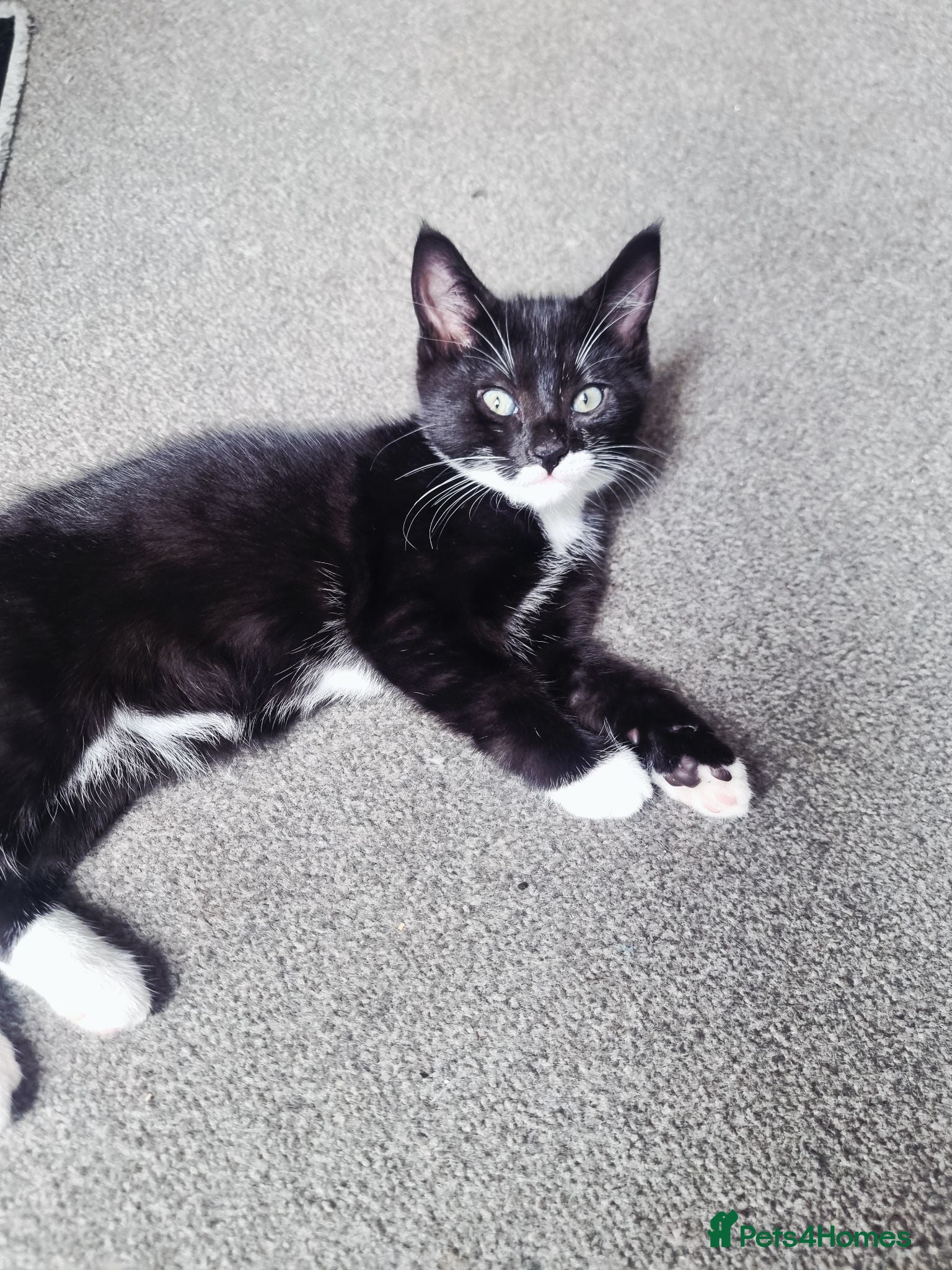 Mixed Breed cats Russian Blue mixed kittens - Advert 2