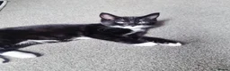 Mixed Breed cats for sale: Russian Blue mixed kittens - Advert 2
