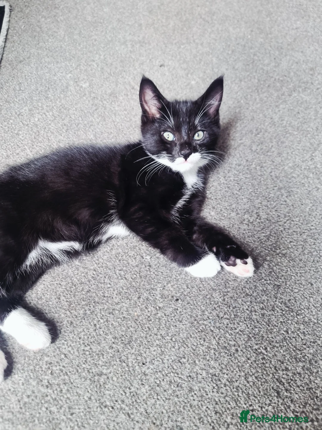 Mixed Breed cats for sale: Russian Blue mixed kittens - Advert 2