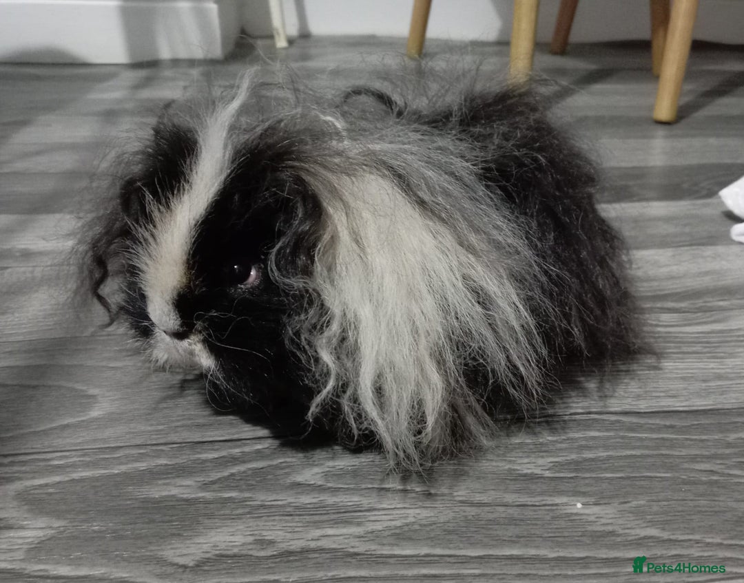 Guinea Pig rodents for sale: X2 male texel boars  - Advert 3