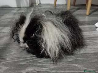 Guinea Pig rodents X2 male texel boars - Advert 8