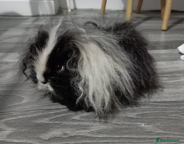 Guinea Pig rodents X2 male texel boars - Advert 13