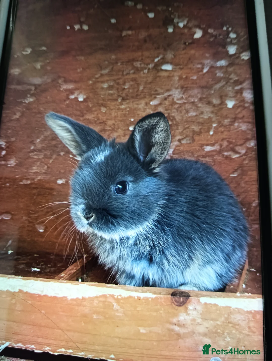 Chickens poultry for sale: Mini lop baby's  - Advert 2