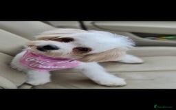 Mixed Breed dogs for sale: Bichon frise - Image 10