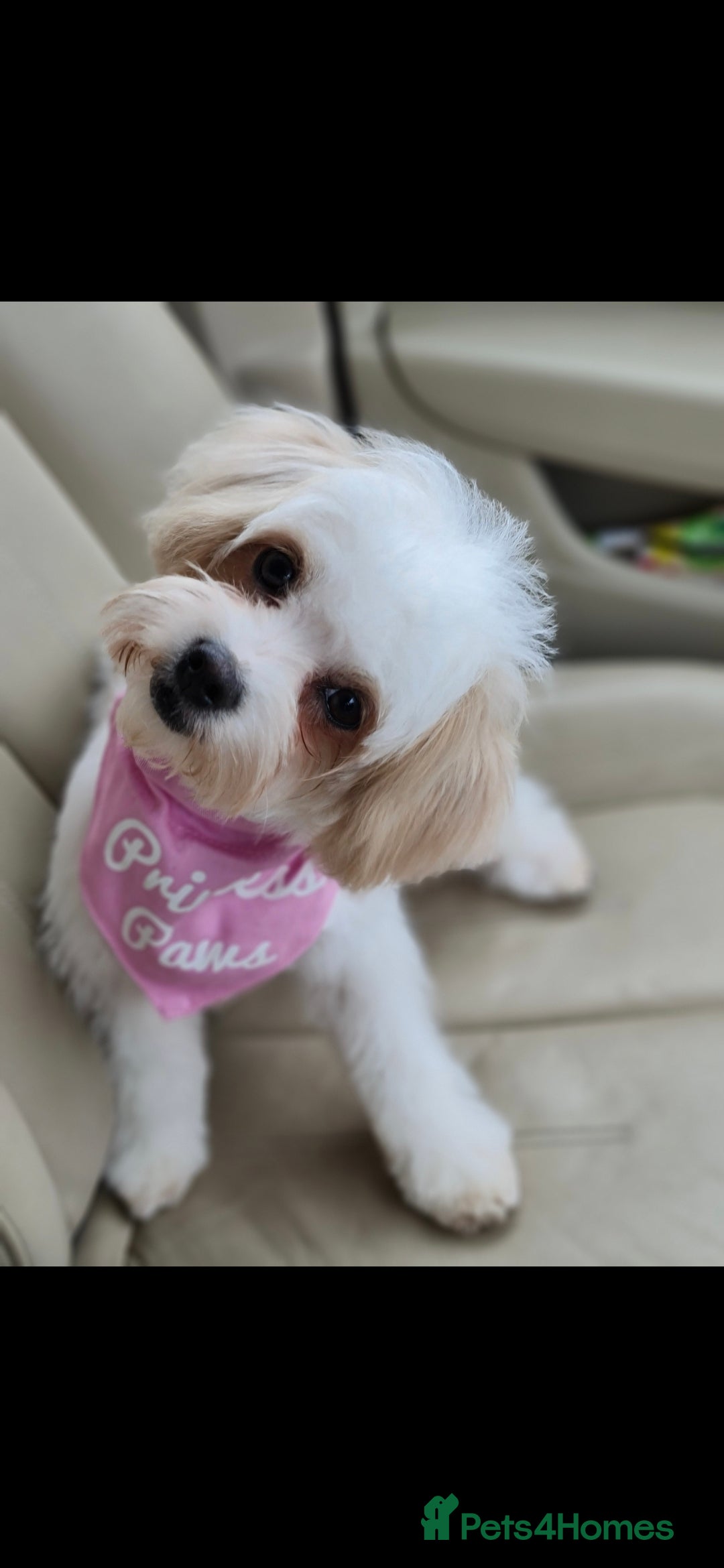 Mixed Breed dogs for sale: Bichon frise - Image 10