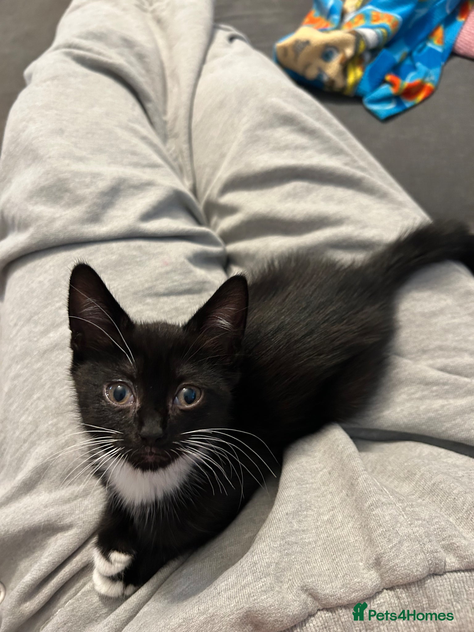 Mixed Breed cats 🚨KITTEN URGENTLY NEEDING HOME🚨 - Advert 4