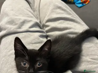 Mixed Breed cats 🚨KITTEN URGENTLY NEEDING HOME🚨 - Advert 4