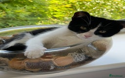 Mixed Breed cats for sale: Could you adopt Pea and Pod?  - Image 8
