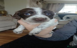 Sprocker dogs for sale: Beautiful litter of sprocker puppies - Image 19