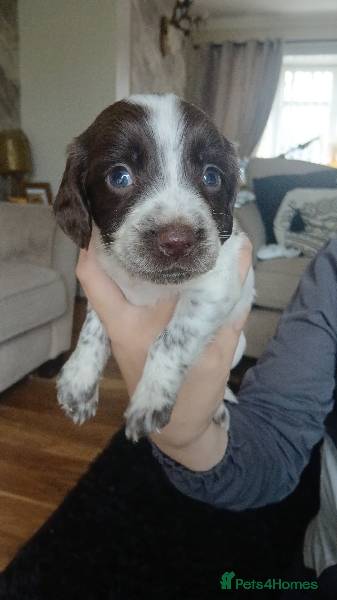 Sprocker dogs for sale: Beautiful litter of sprocker puppies - Image 19