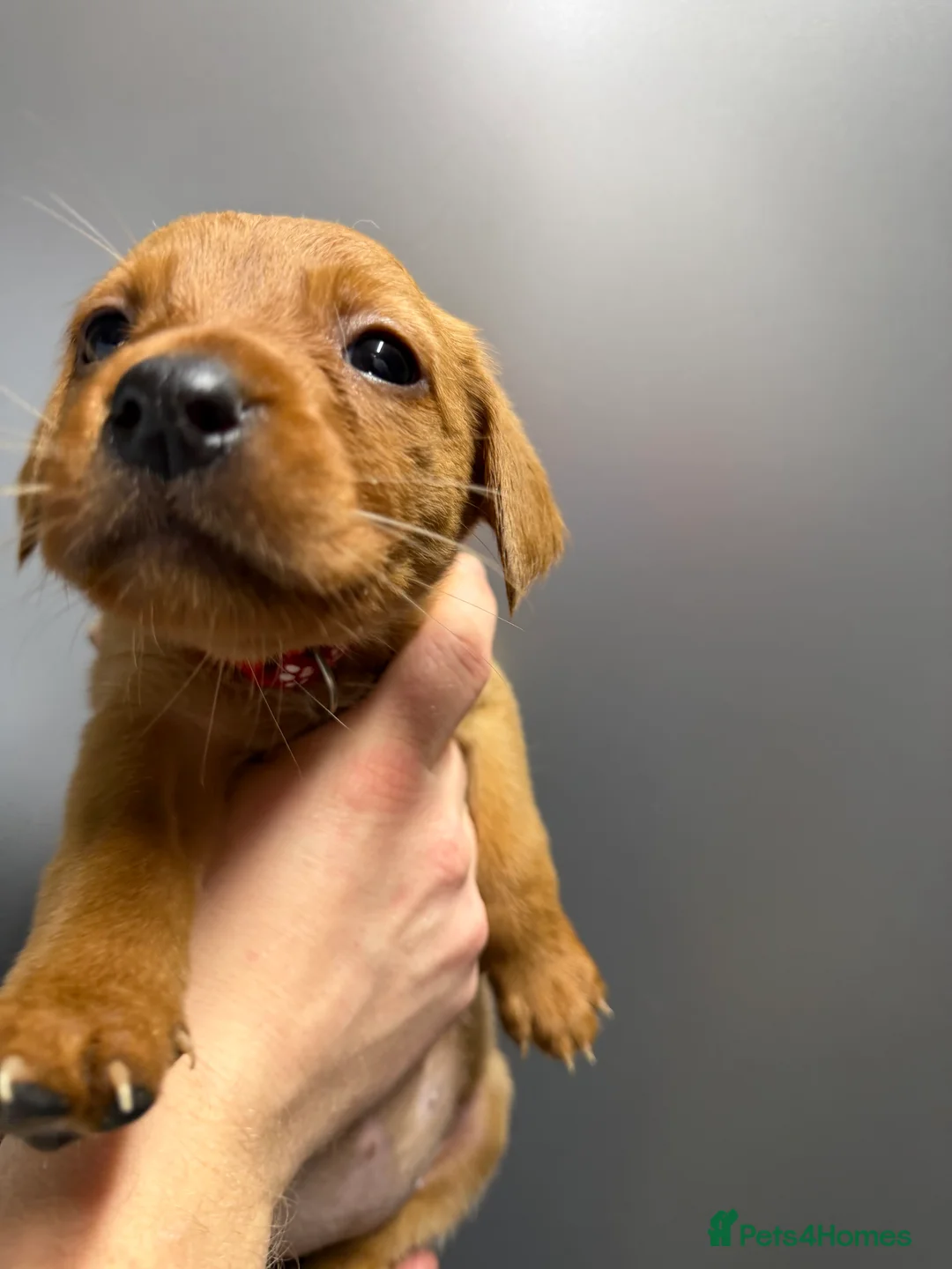 Labrador Retriever dogs for sale: KC Reg Labrador Puppies (mix of Red/blonde) - Advert 25