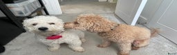 Poochon dogs for sale: Miniature Poochon puppies ready mid February - Advert 14