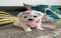 Maltese dogs for sale: 🌟KC STUNNING half-Korean Maltese puppies 🌟 - Image 12