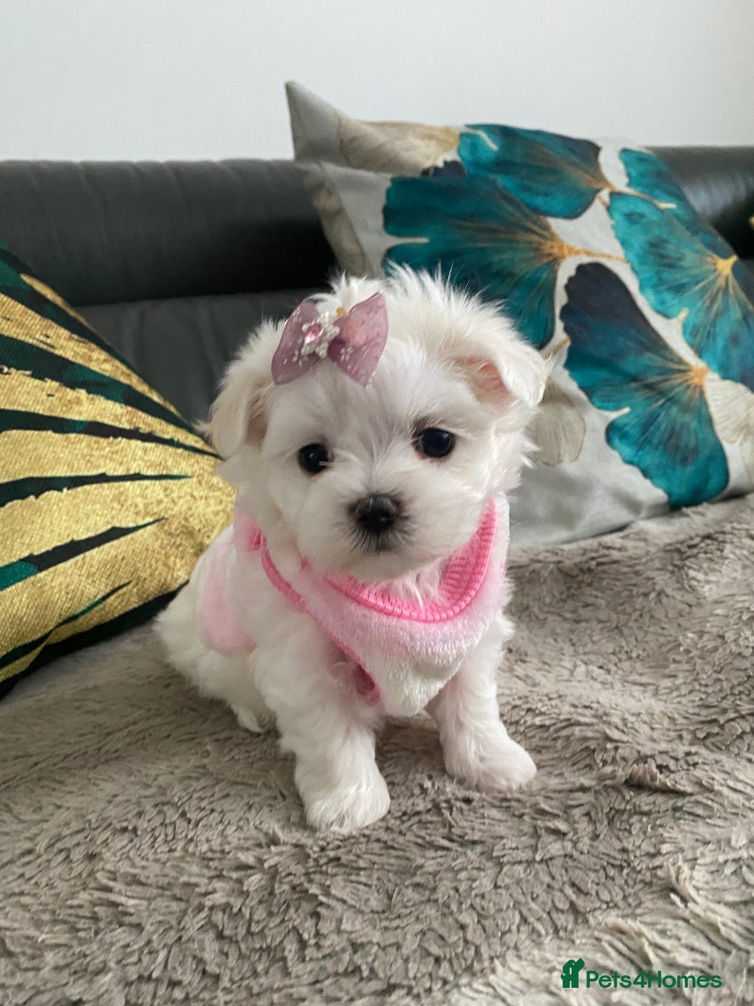 Maltese dogs for sale: 🌟KC STUNNING half-Korean Maltese puppies 🌟 - Image 12
