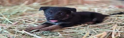 German Shepherd dogs for sale: Beautiful German Shepherd puppies in Taunton - Advert 3
