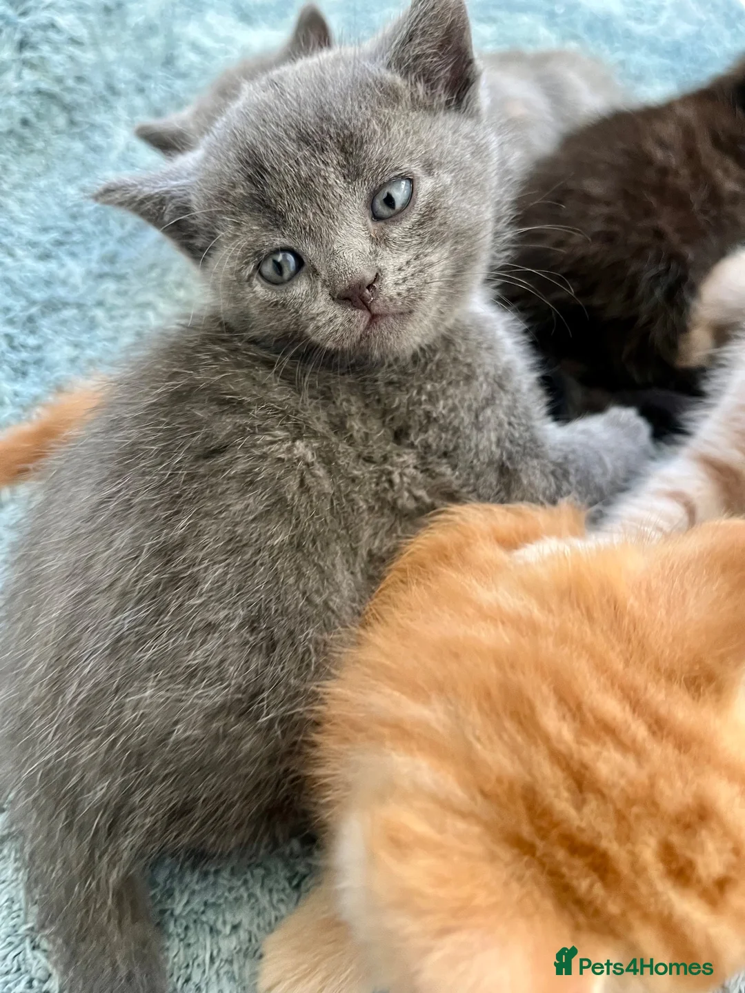 Ragdoll cats for sale: Pretty ragdoll X short hair friendly girl kittens  - Advert 22