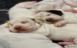 Pointer dogs for sale: French Pointer - Braque du Bourbonnais 🇫🇷  - Image 5
