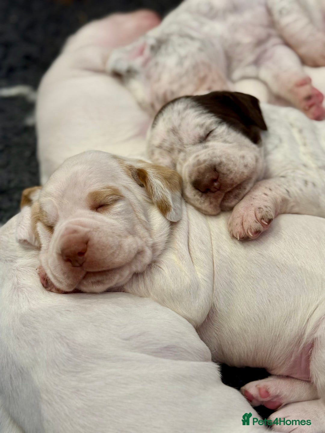 Pointer dogs for sale: French Pointer - Braque du Bourbonnais 🇫🇷  - Image 5